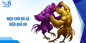 Mẹo chơi đá gà hiệu quả O8